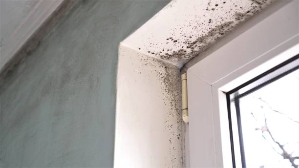 Best Attic Mold Removal  in Clton, IN