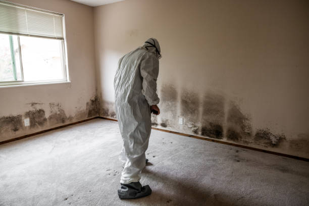 Best Basement Mold Removal  in Clton, IN